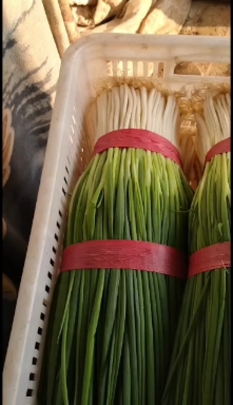 香葱油菜青蒜以及各种蔬菜