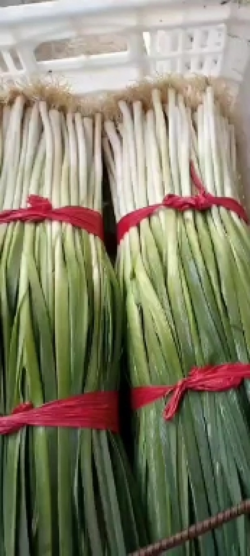 香葱油菜青蒜以及各种蔬菜