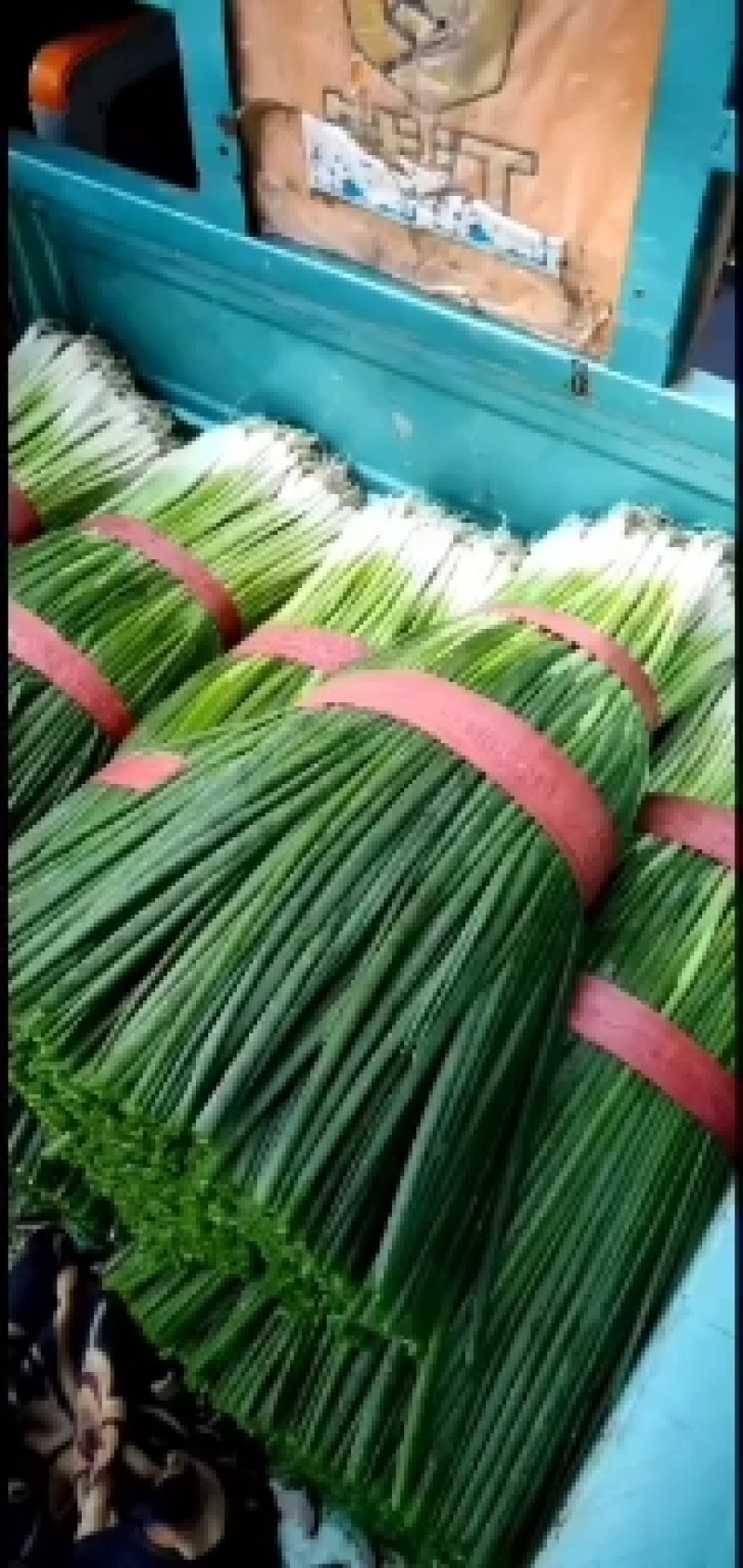香葱油菜青蒜以及各种蔬菜