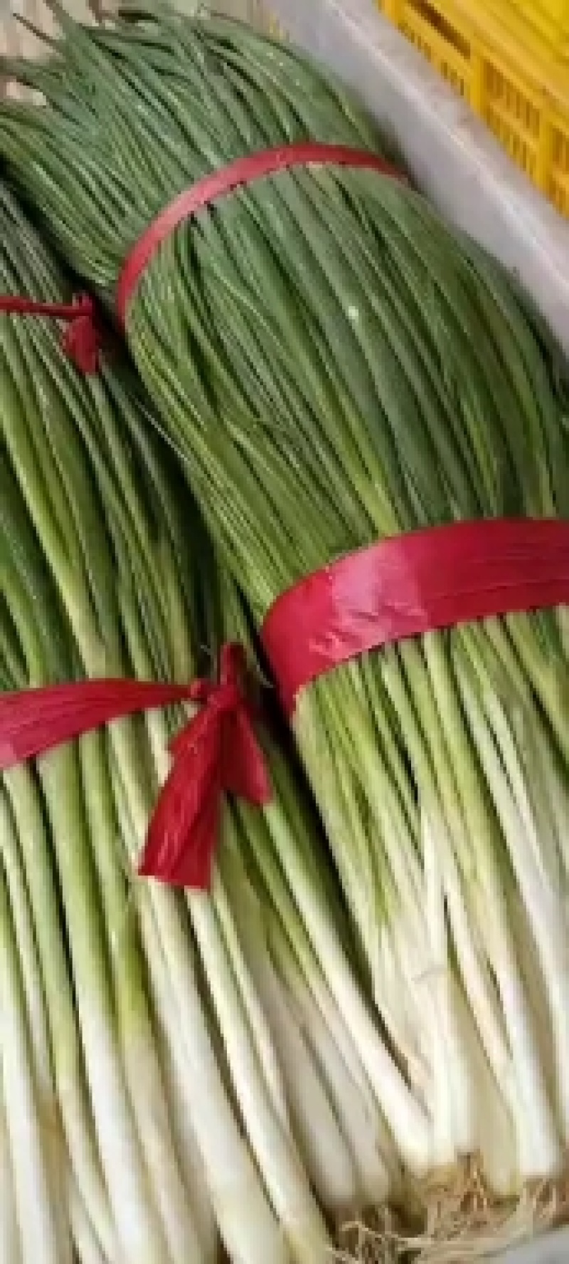 香葱油菜青蒜以及各种蔬菜