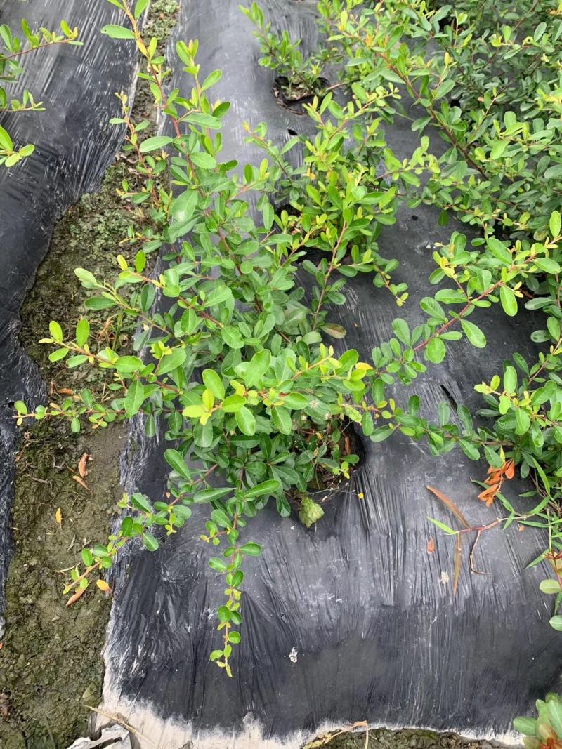 四川成都温江基地苗圃火棘苗，质量保证，欢迎选购