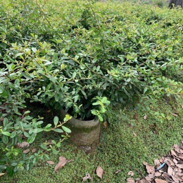 四川成都温江基地苗圃火棘苗，质量保证，欢迎选购