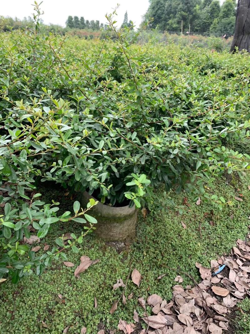 四川成都温江基地苗圃火棘苗，质量保证，欢迎选购