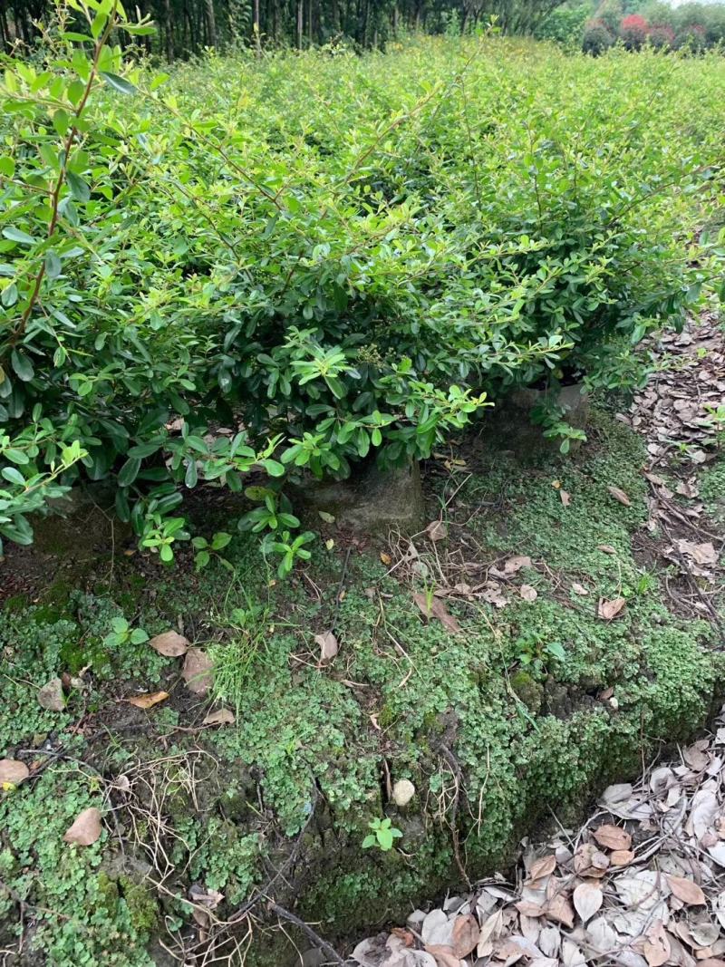 四川成都温江基地苗圃火棘苗，质量保证，欢迎选购