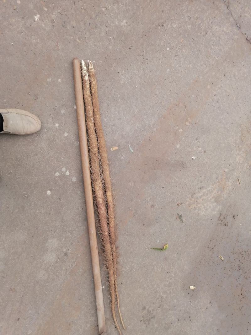 千亩正宗沙土卢土铁棍山药
