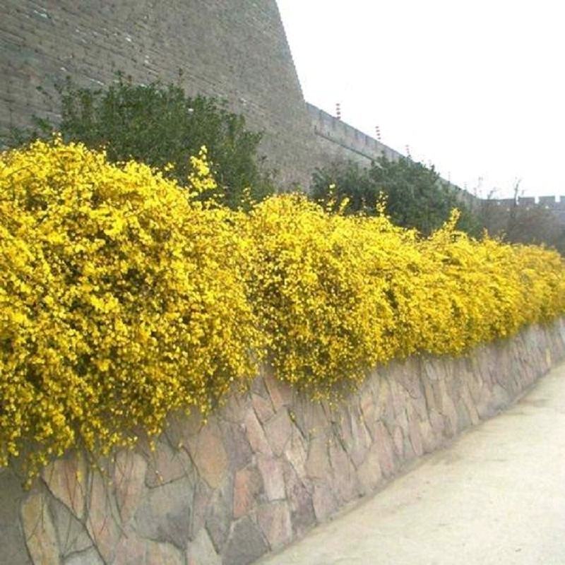 【连翘种子】新采收包发芽药用绿化均可免费提供种植技术
