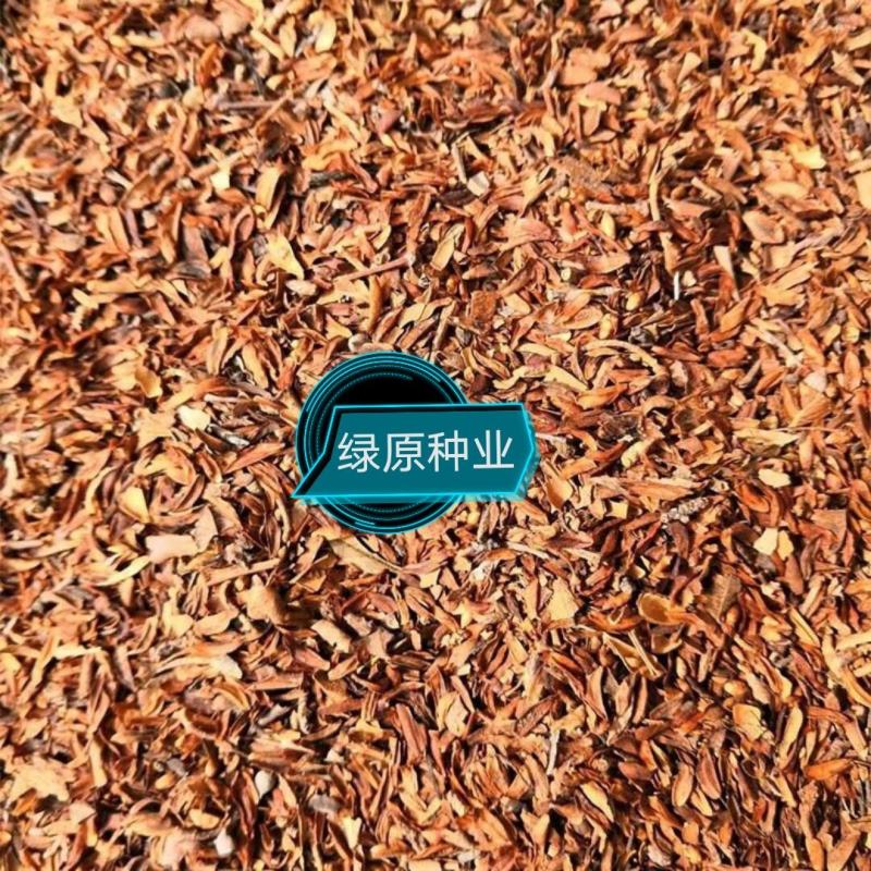 【连翘种子】新采收包发芽药用绿化均可免费提供种植技术