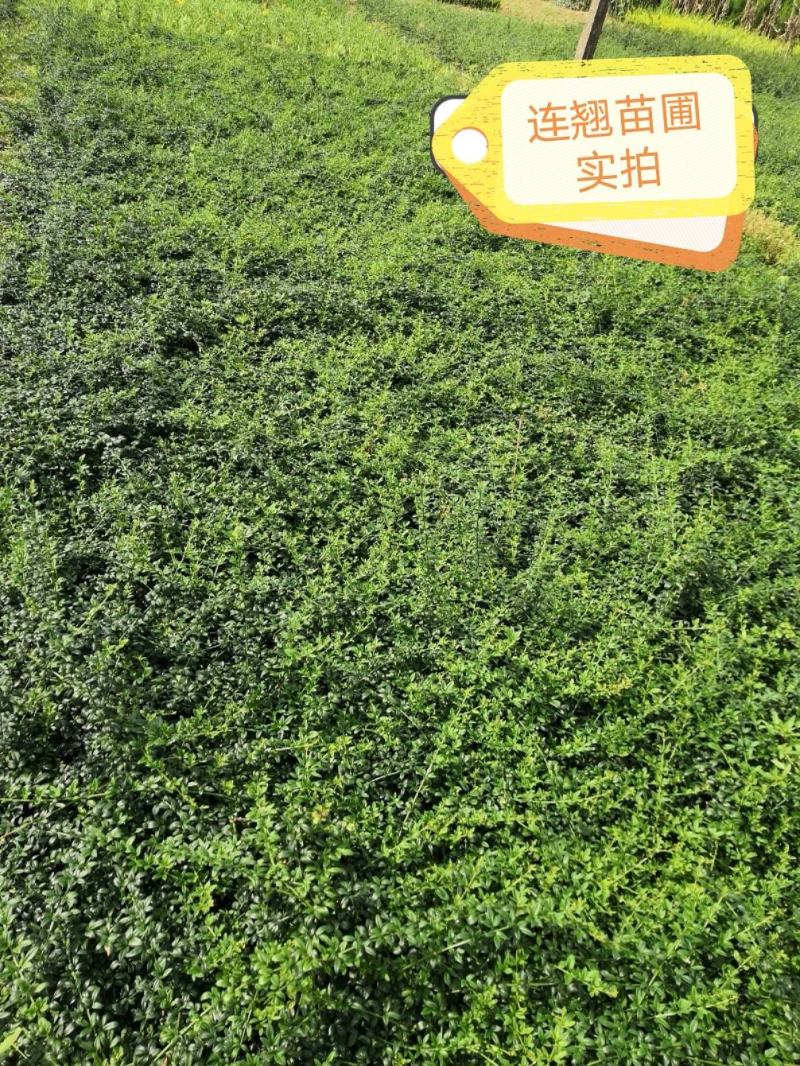 【连翘种子】新采收包发芽药用绿化均可免费提供种植技术