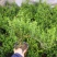 【连翘种子】新采收包发芽药用绿化均可免费提供种植技术