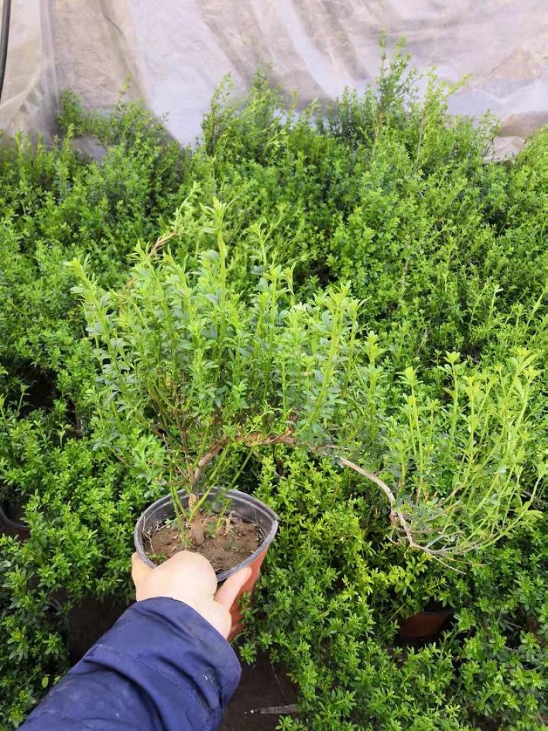 【连翘种子】新采收包发芽药用绿化均可免费提供种植技术