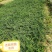 【连翘种子】新采收包发芽药用绿化均可免费提供种植技术