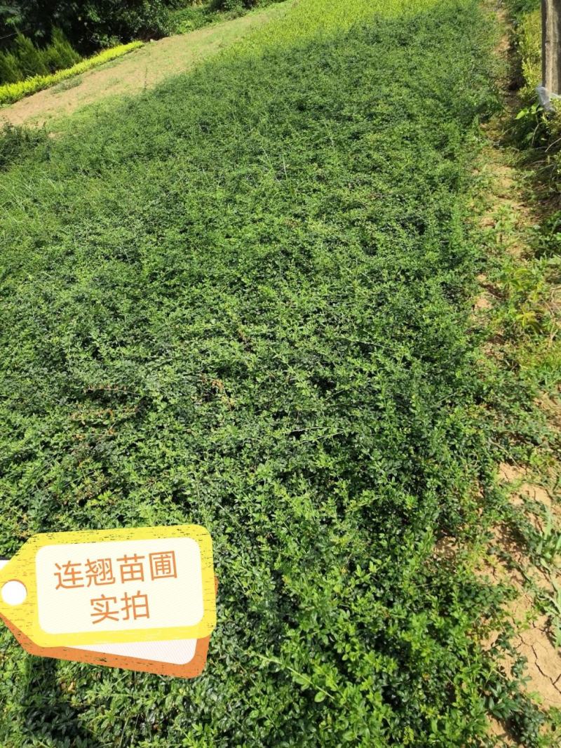 【连翘种子】新采收包发芽药用绿化均可免费提供种植技术