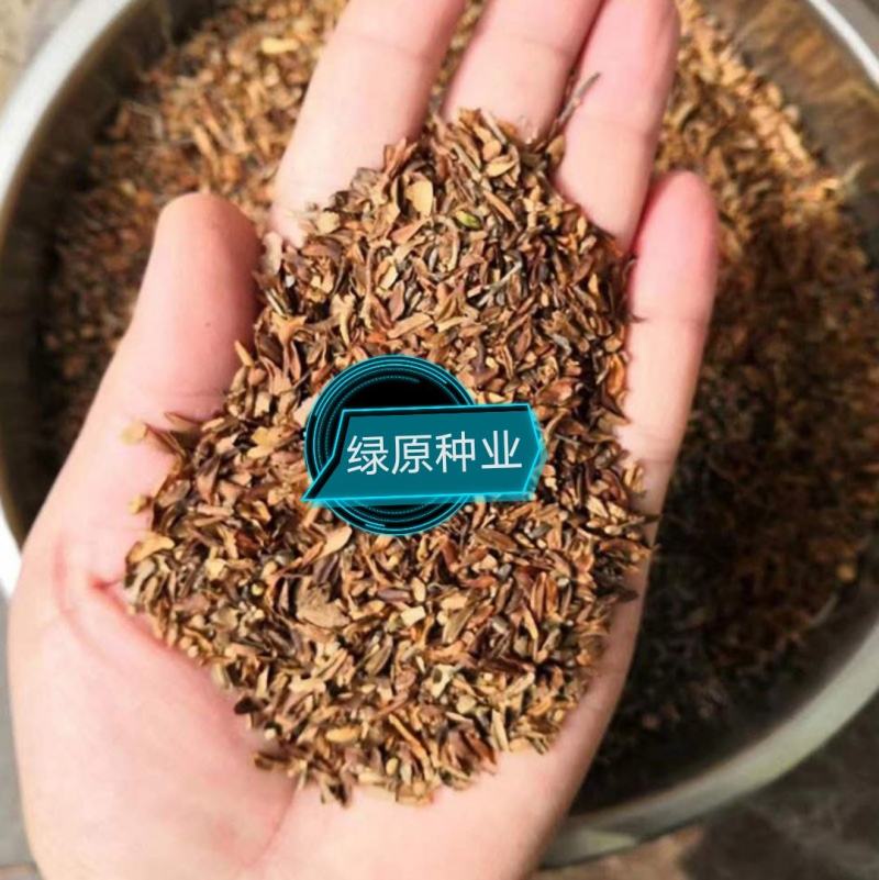 【连翘种子】新采收包发芽药用绿化均可免费提供种植技术