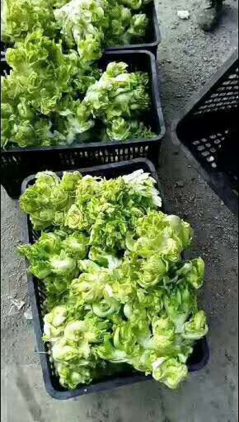 万亩儿菜基地，精品抱儿菜，又名多头菜，儿菜