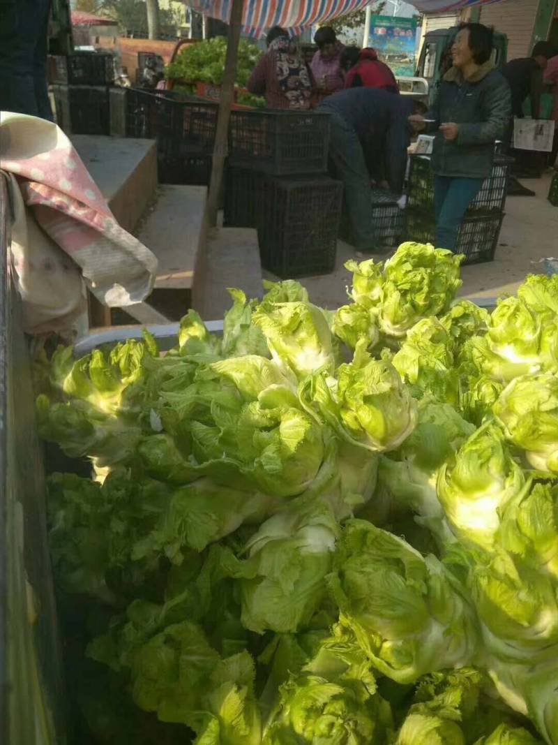万亩儿菜基地，精品抱儿菜，又名多头菜，儿菜