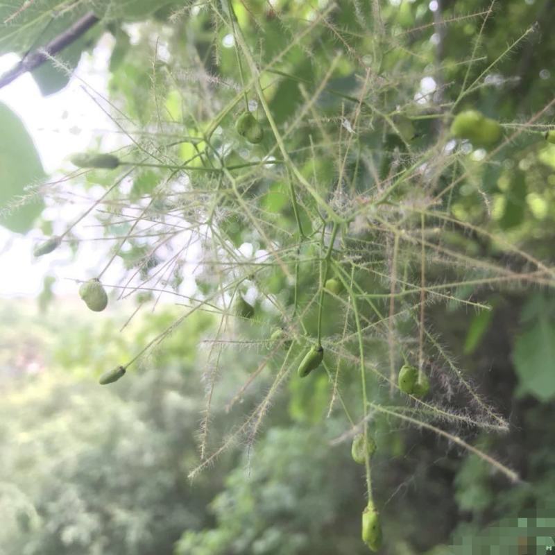 【黄栌种子】纯新采收颗粒饱满发芽率高提供种植技术