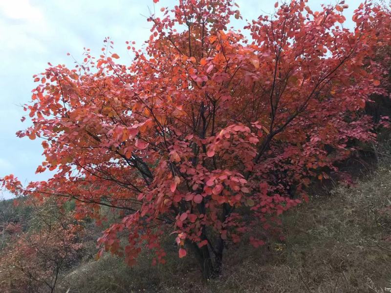 【黄栌种子】纯新采收颗粒饱满发芽率高提供种植技术