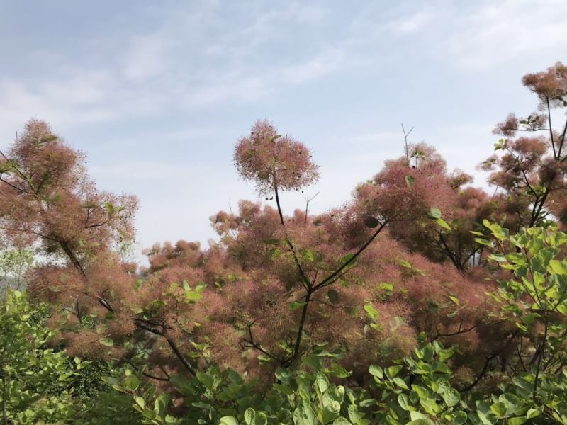 【黄栌种子】纯新采收颗粒饱满发芽率高提供种植技术