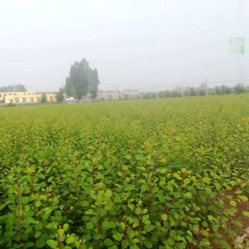 【黄栌种子】纯新采收颗粒饱满发芽率高提供种植技术