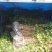 【黄栌种子】纯新采收颗粒饱满发芽率高提供种植技术