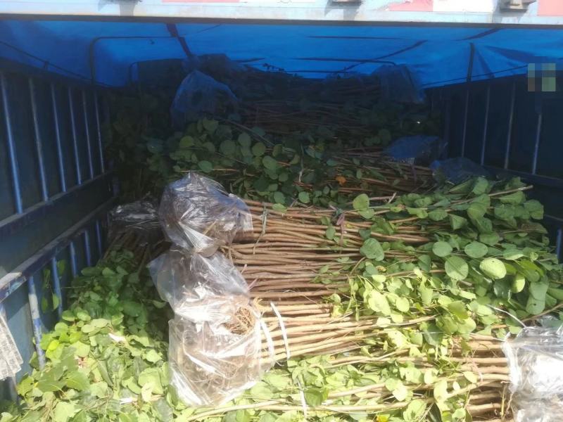 【黄栌种子】纯新采收颗粒饱满发芽率高提供种植技术