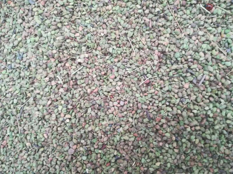 【黄栌种子】纯新采收颗粒饱满发芽率高提供种植技术