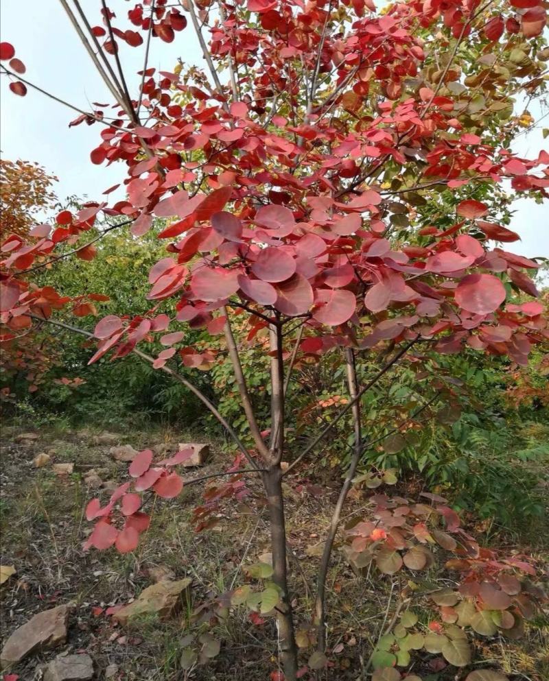 【黄栌种子】纯新采收颗粒饱满发芽率高提供种植技术