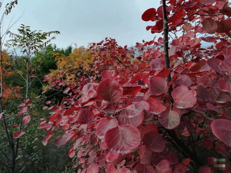 【黄栌种子】纯新采收颗粒饱满发芽率高提供种植技术