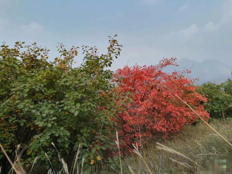 【黄栌种子】纯新采收颗粒饱满发芽率高提供种植技术