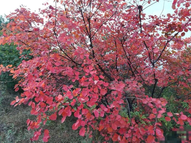【黄栌种子】纯新采收颗粒饱满发芽率高提供种植技术