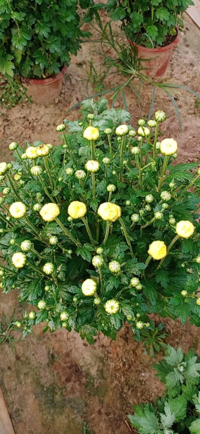 盆栽观赏菊花布置景观工程