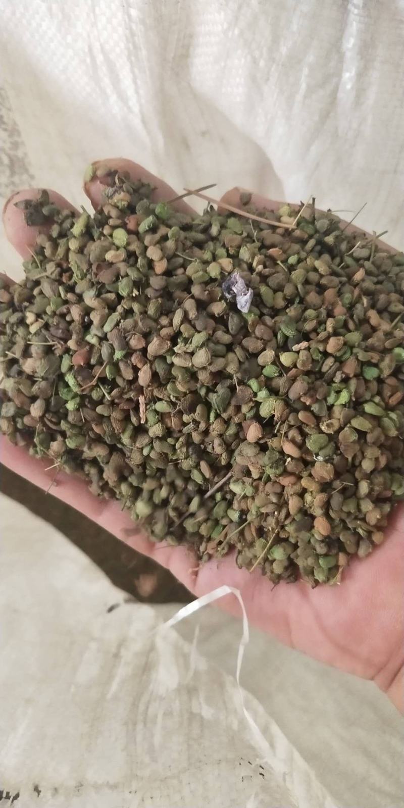 【黄栌种子】纯新采收颗粒饱满发芽率高提供种植技术