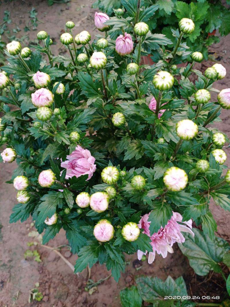 盆栽观赏菊花布置景观工程