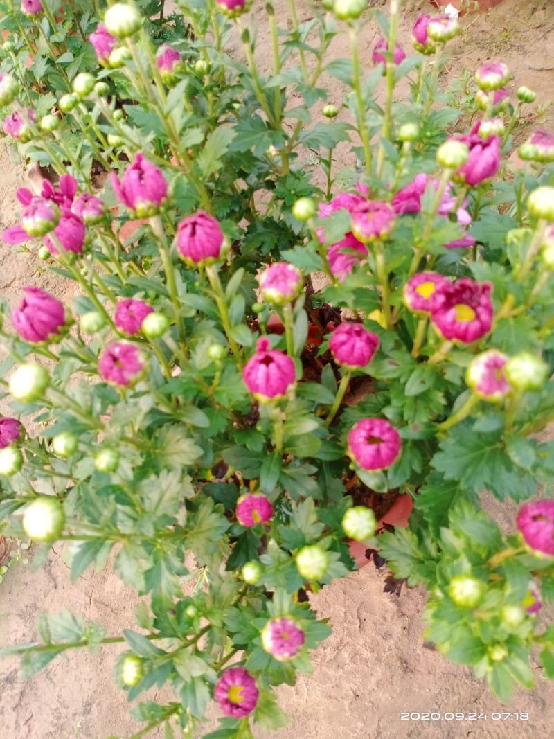盆栽观赏菊花布置景观工程