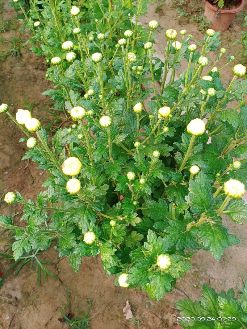 盆栽观赏菊花布置景观工程