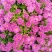 盆栽观赏菊花布置景观工程