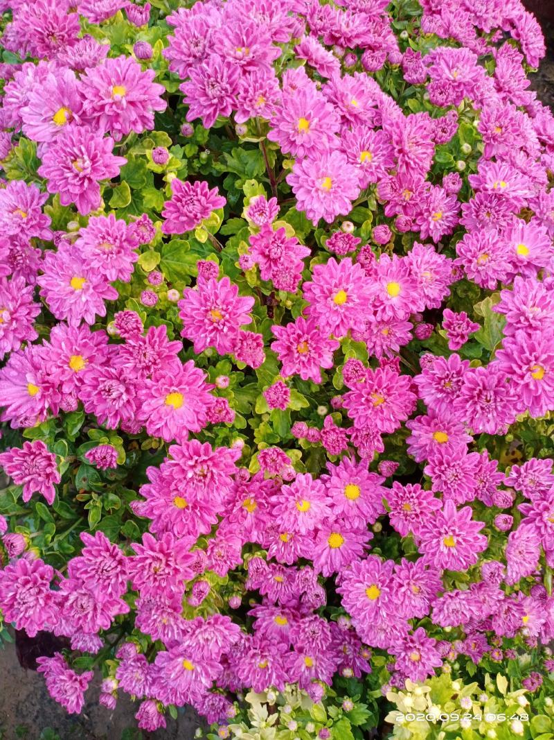 盆栽观赏菊花布置景观工程
