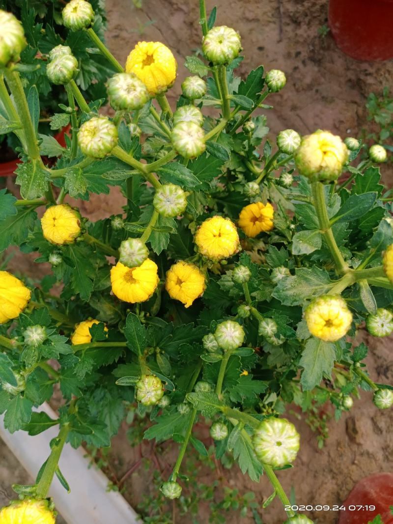 盆栽观赏菊花布置景观工程