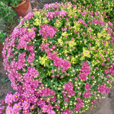 盆栽观赏菊花布置景观工程