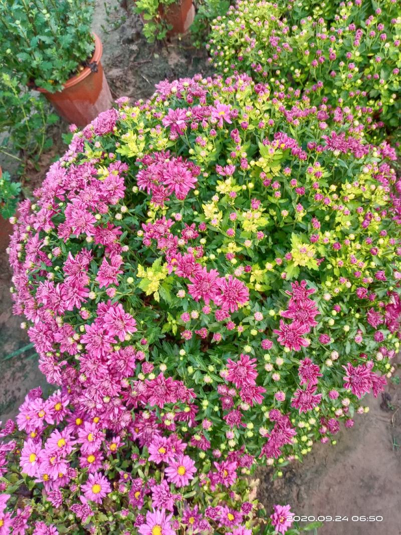 盆栽观赏菊花布置景观工程
