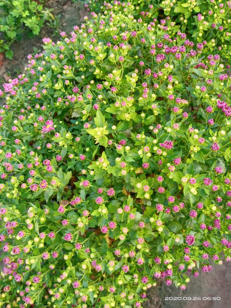 盆栽观赏菊花布置景观工程