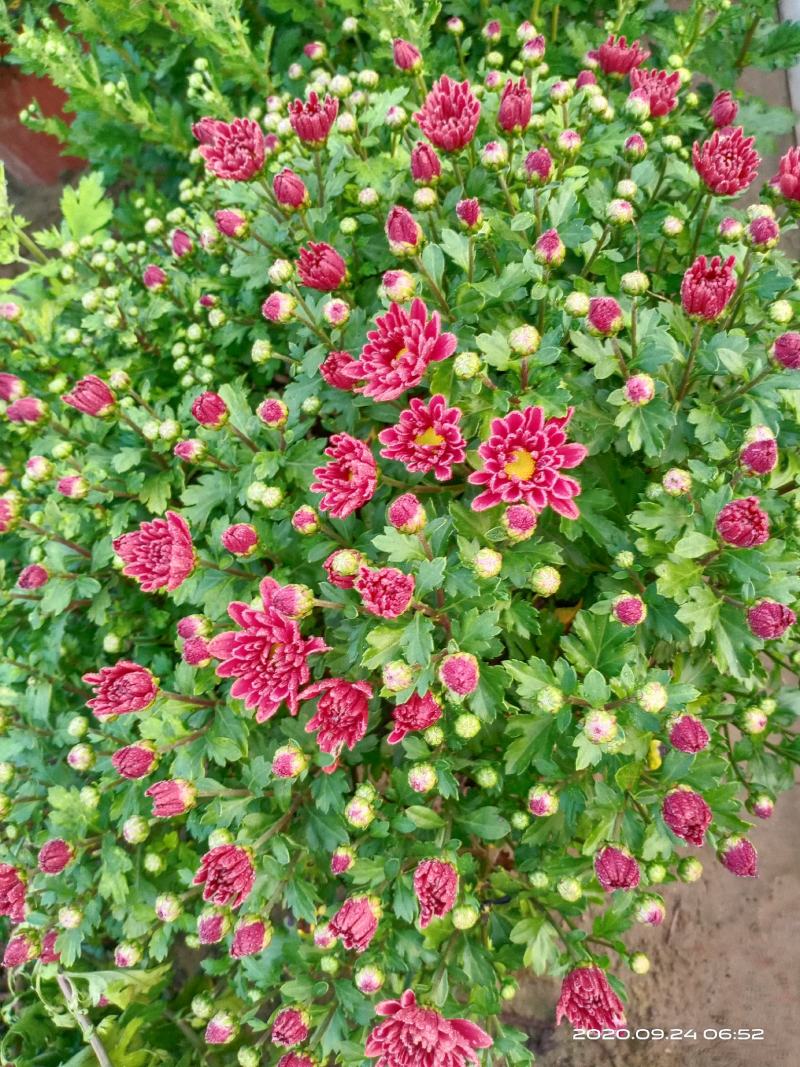 盆栽观赏菊花布置景观工程