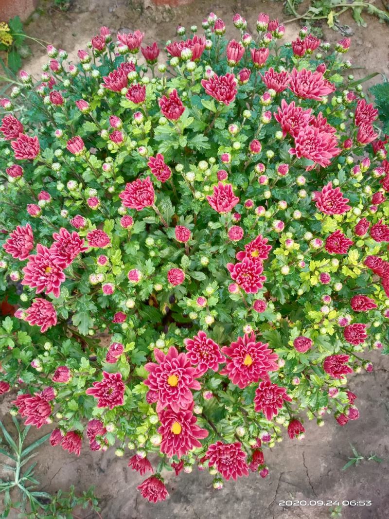 盆栽观赏菊花布置景观工程