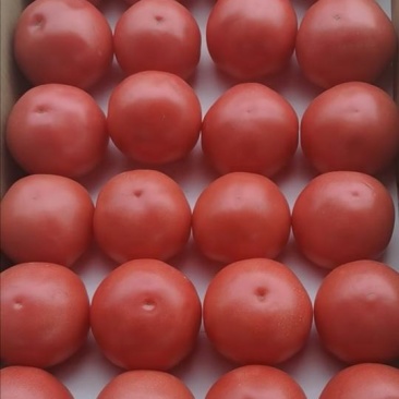 粉红西红柿（大量上市）