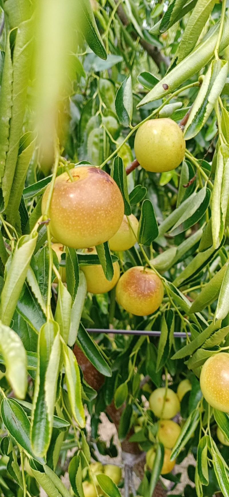 沾化冬枣(现摘现发，又脆又甜)