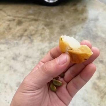 黄皮果树苗（特大果）广成果树苗场，特有产种