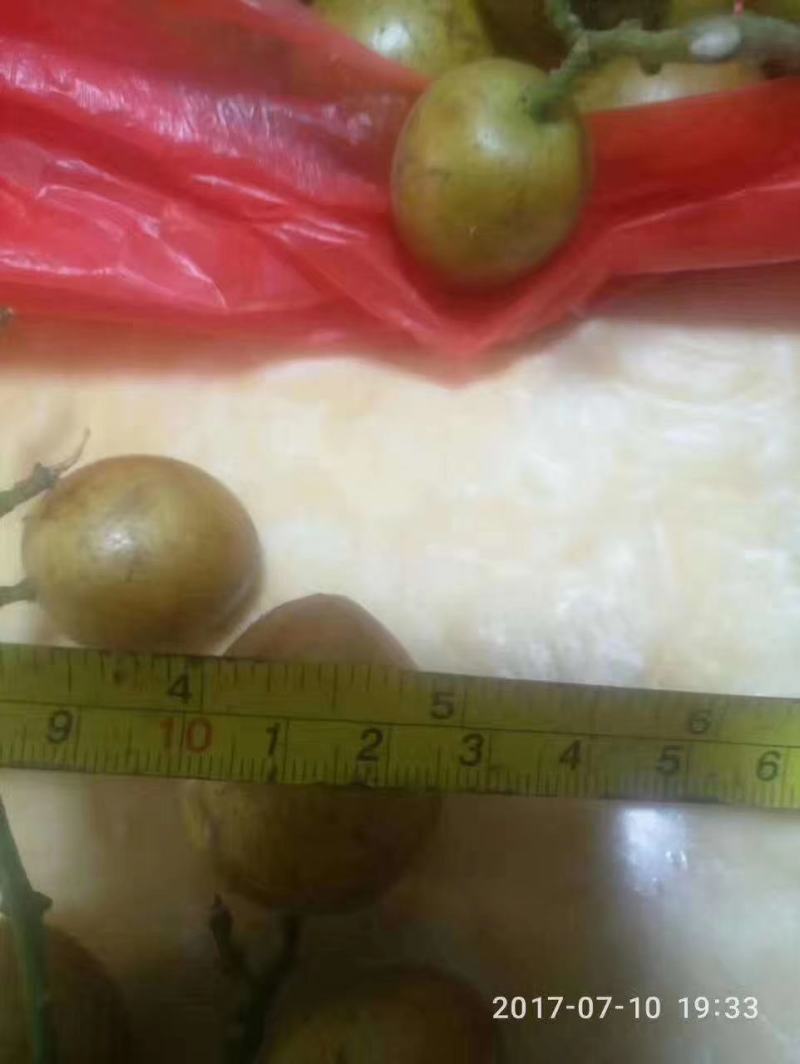 黄皮果树苗（特大果）广成果树苗场，特有产种