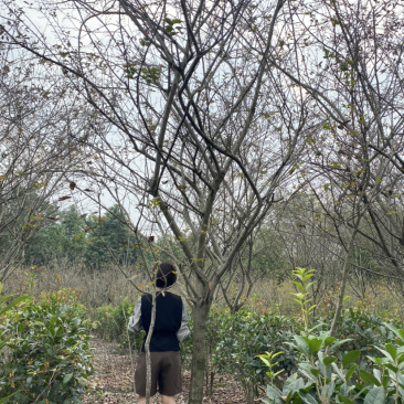 垂丝海棠，10公分垂丝海棠价格，8公分垂丝海棠价格