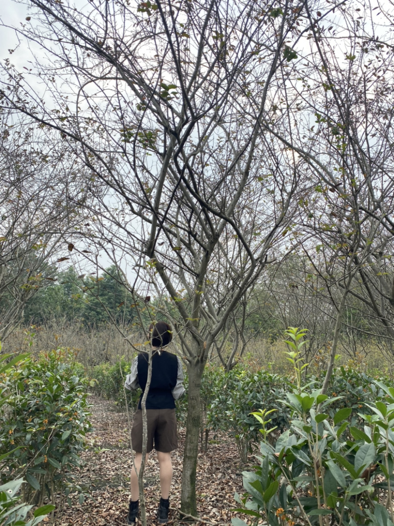 垂丝海棠，10公分垂丝海棠价格，8公分垂丝海棠价格