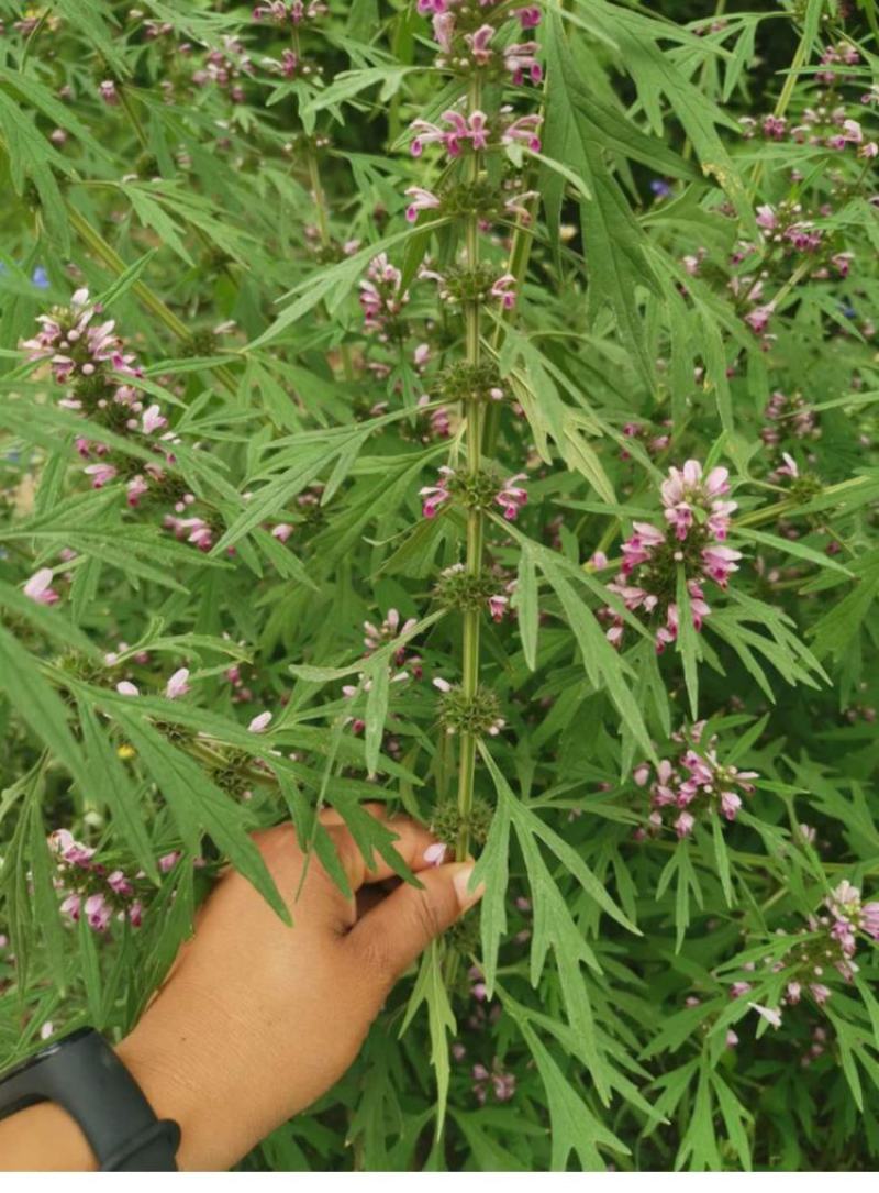 【益母草种子】纯新采收发芽率高中药材种子批发零售包邮